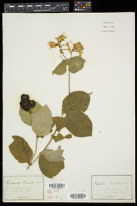 Lonicera hirsuta image