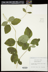 Lonicera hirsuta image