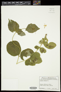 Lonicera hirsuta image