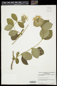 Lonicera hirsuta image