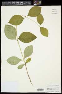 Lonicera hirsuta image