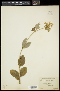 Lonicera hirsuta image