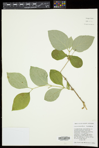 Lonicera hirsuta image