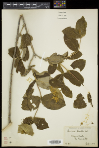 Lonicera hirsuta image