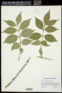 Lonicera maackii image