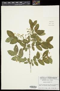 Lonicera morrowii image