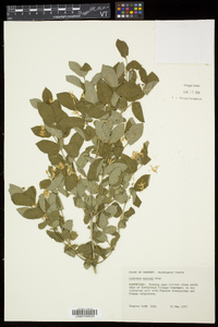 Lonicera morrowii image