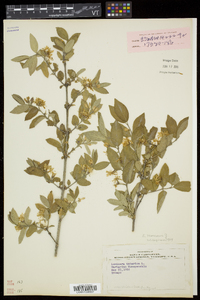 Lonicera morrowii image