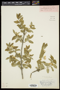 Lonicera morrowii image