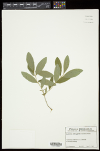 Lonicera oblongifolia image