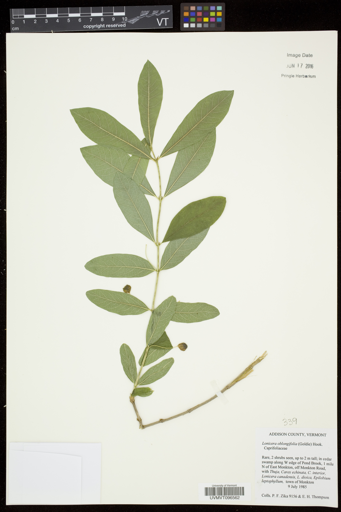 Lonicera oblongifolia image