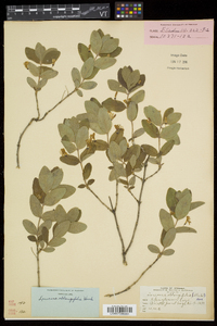 Lonicera oblongifolia image