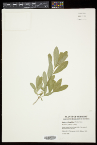 Lonicera oblongifolia image