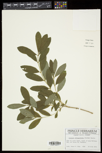 Lonicera oblongifolia image