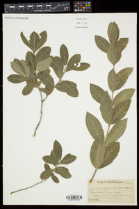 Lonicera oblongifolia image