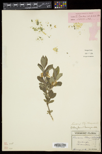 Lonicera oblongifolia image