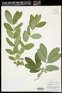 Lonicera oblongifolia image