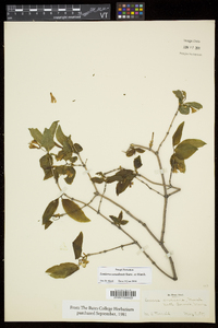 Lonicera canadensis image