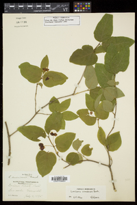 Lonicera canadensis image