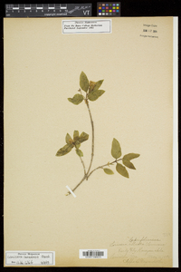 Lonicera canadensis image