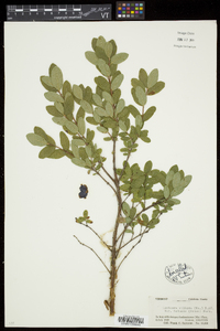 Lonicera villosa image