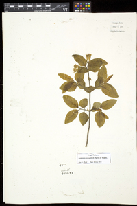 Lonicera canadensis image