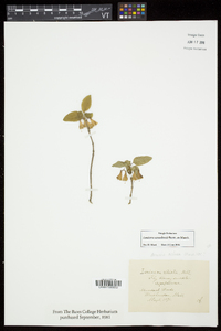 Lonicera canadensis image