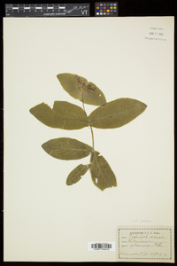 Lonicera dioica image