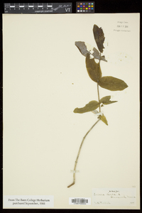 Lonicera dioica image