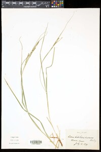 Carex debilis var. rudgei image