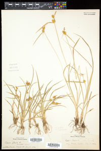 Carex flava image