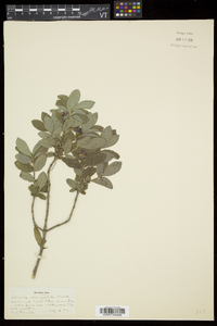 Lonicera oblongifolia image