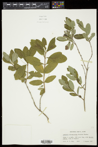 Lonicera oblongifolia image