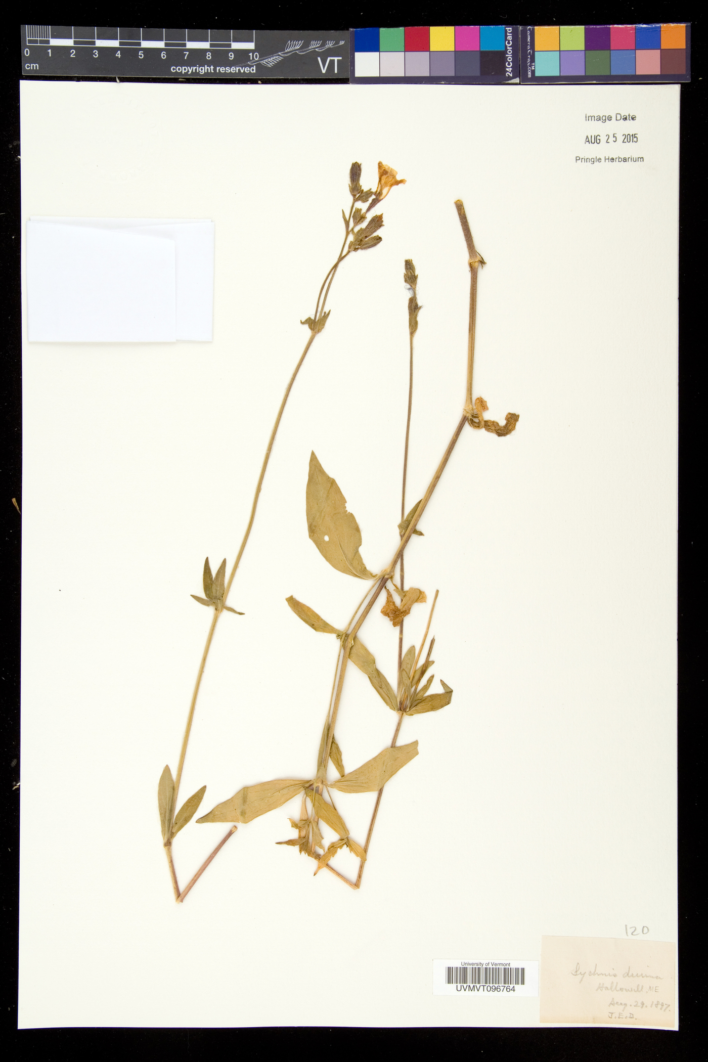 Silene dioica image