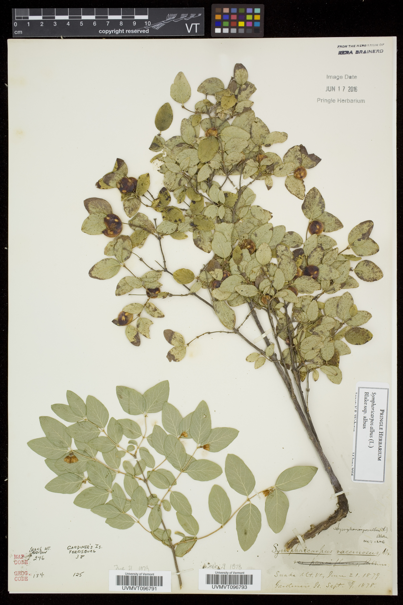 Symphoricarpos albus var. albus image