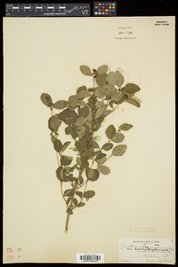 Symphoricarpos albus image