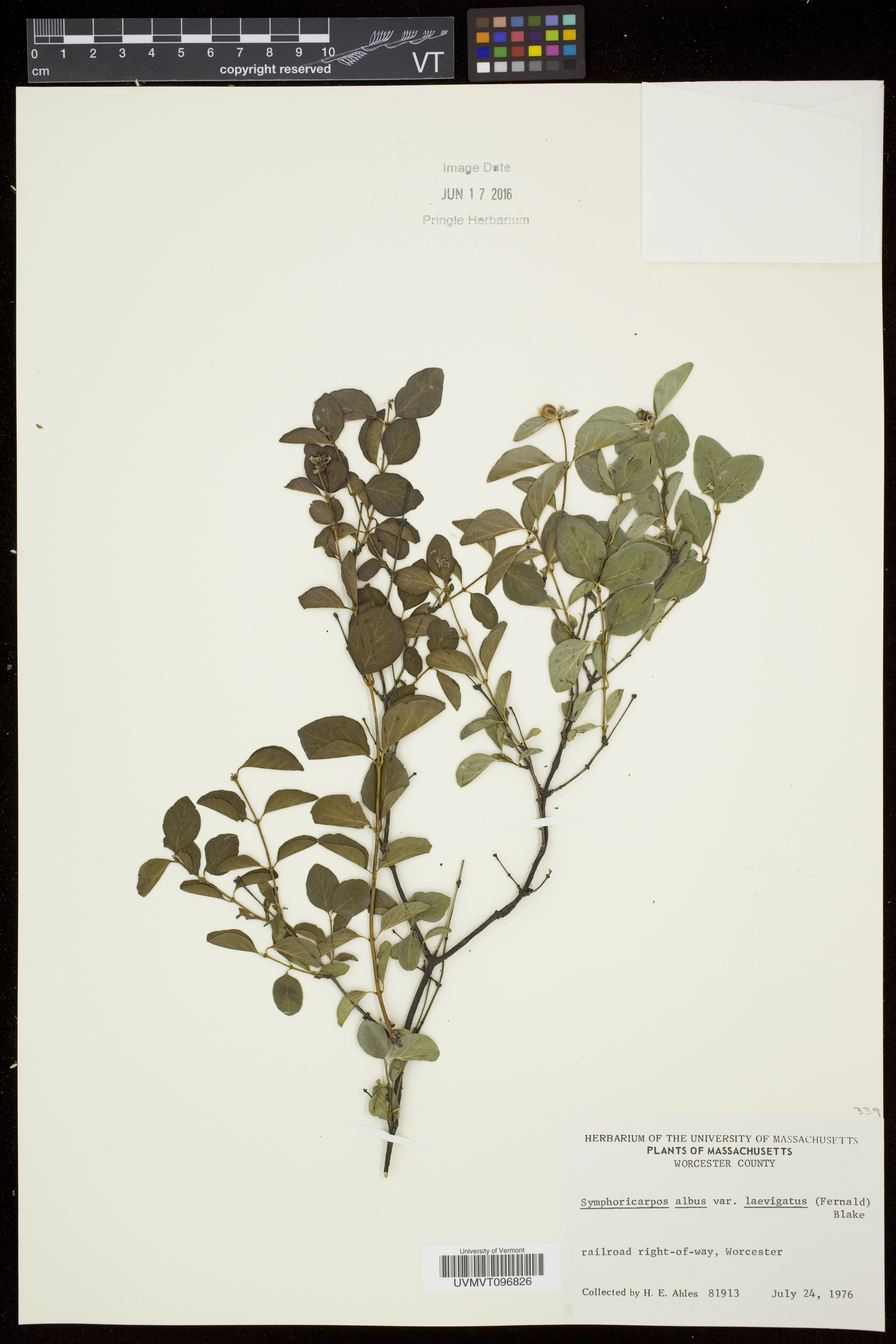 Symphoricarpos albus subsp. laevigatus image