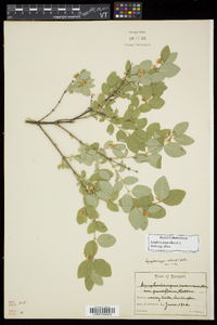 Symphoricarpos albus image