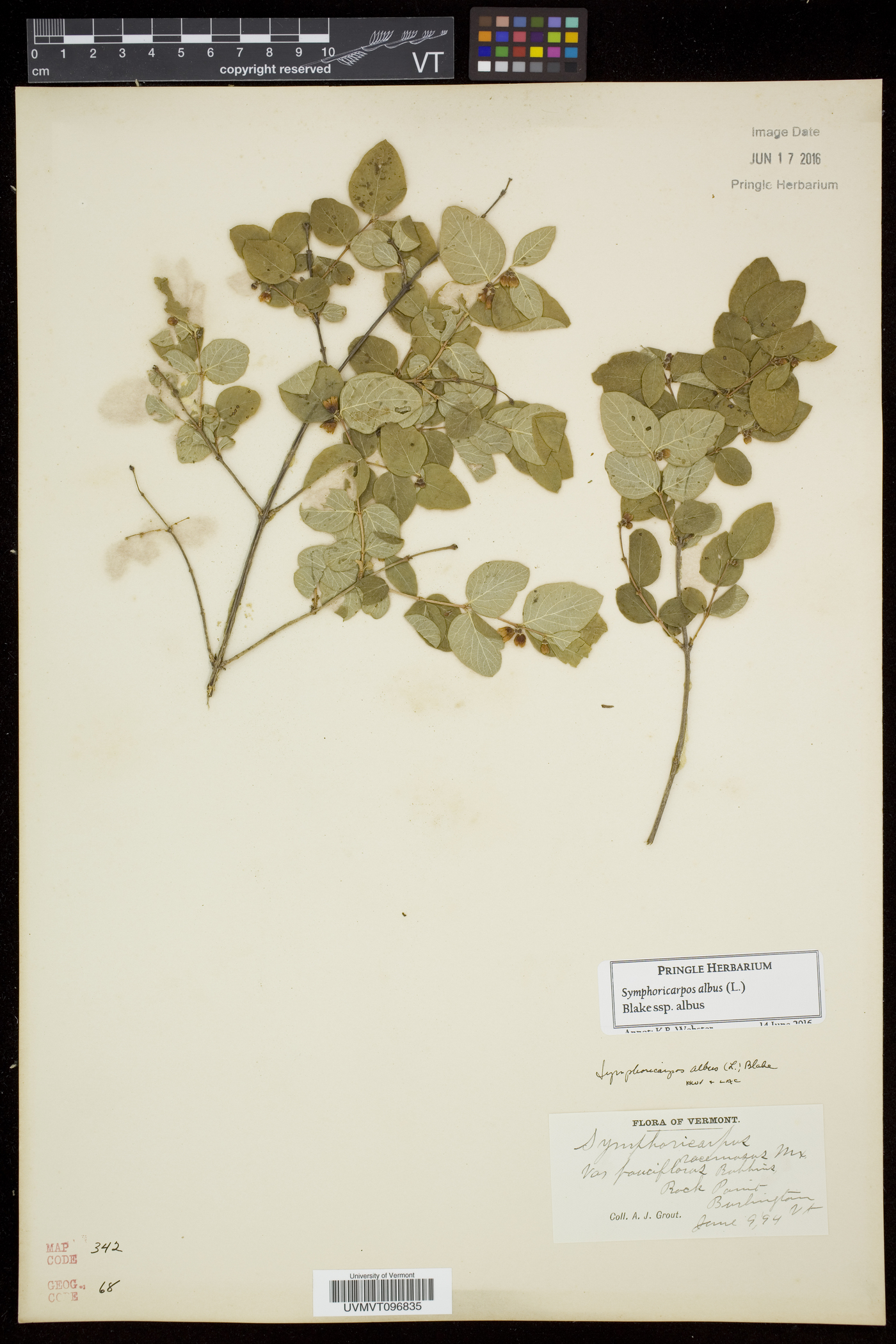 Symphoricarpos albus var. albus image
