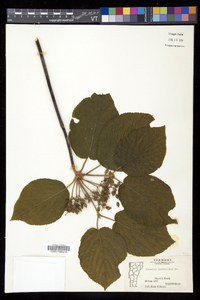 Viburnum lantanoides image