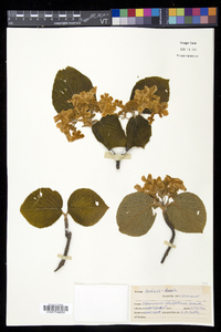 Viburnum lantanoides image