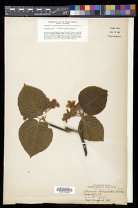 Viburnum lantanoides image