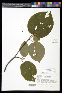 Viburnum lantanoides image