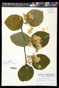 Viburnum lantanoides image