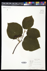 Viburnum lantanoides image