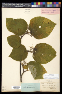 Viburnum lantanoides image