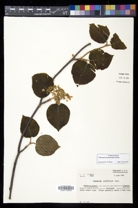 Viburnum lantanoides image