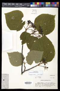 Viburnum lantanoides image