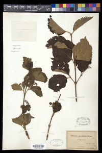 Viburnum edule image