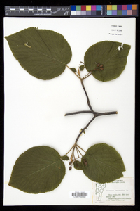 Viburnum lantanoides image